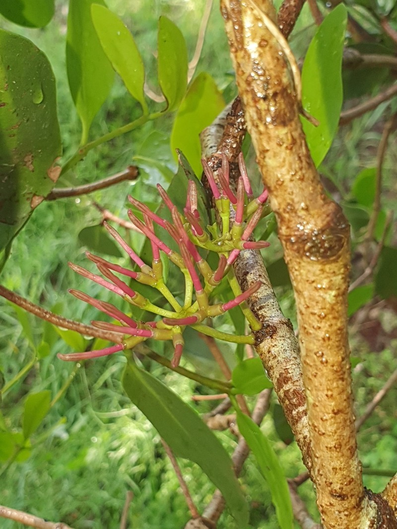 Amyema plicatula photo 8