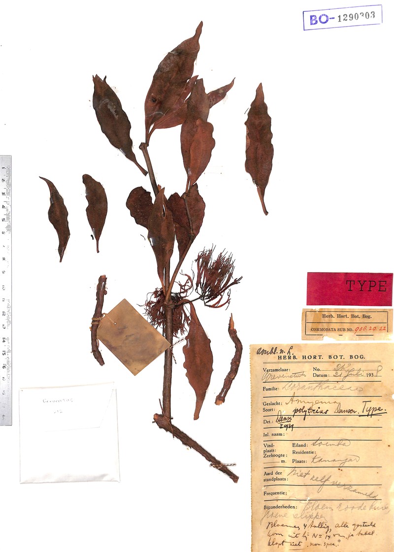 Amyema polytrias