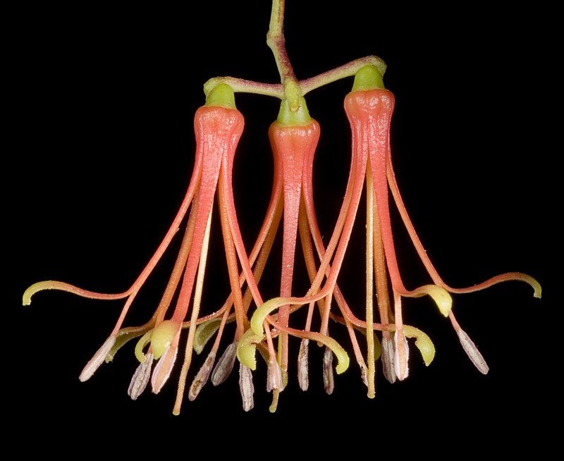 Amyema preissii
