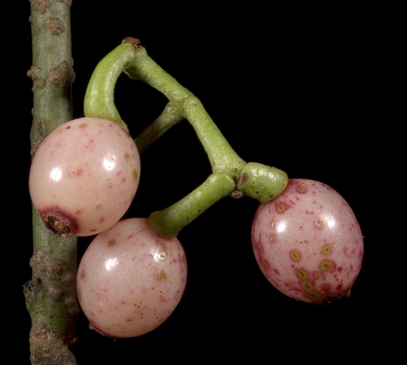 Amyema preissii photo 2