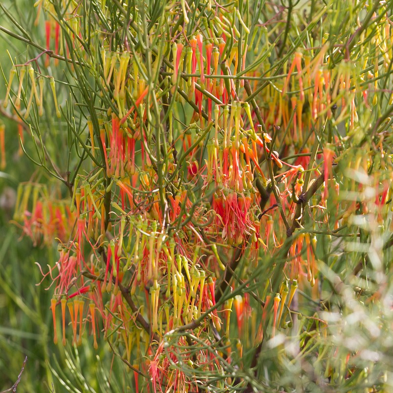 Amyema preissii photo 3