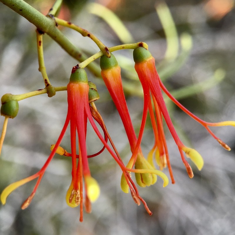 Amyema preissii photo 4