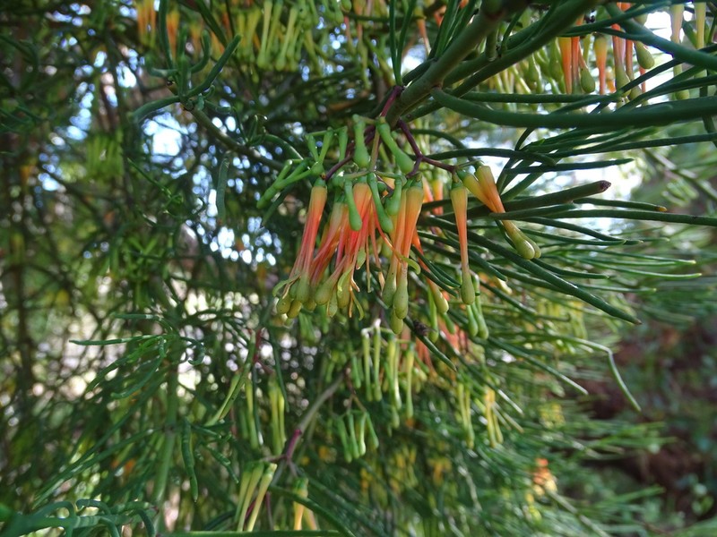 Amyema preissii photo 5