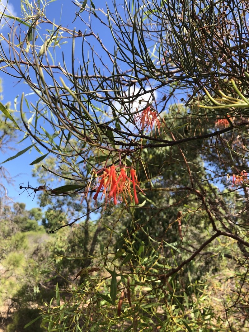Amyema preissii photo 6
