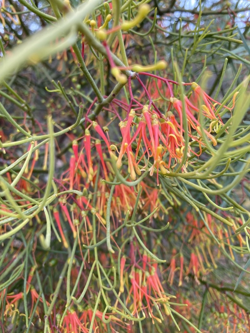 Amyema preissii photo 7