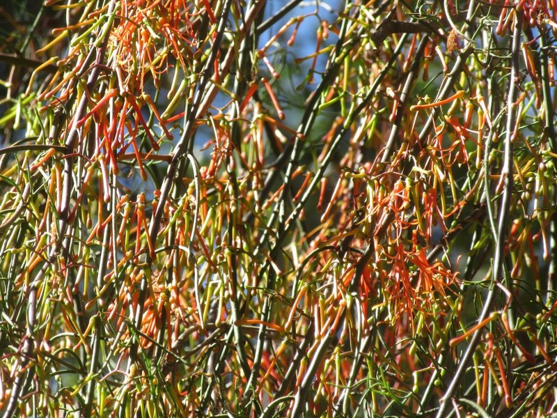 Amyema preissii photo 8
