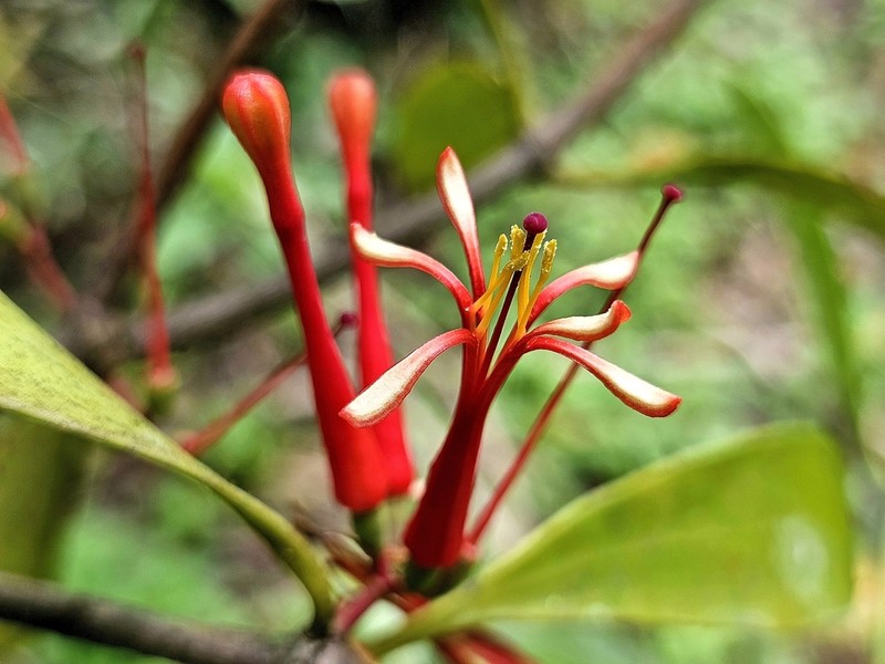 Amyema quaternifolia