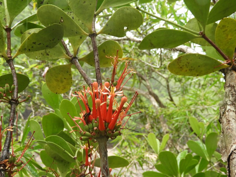 Amyema quaternifolia photo 2
