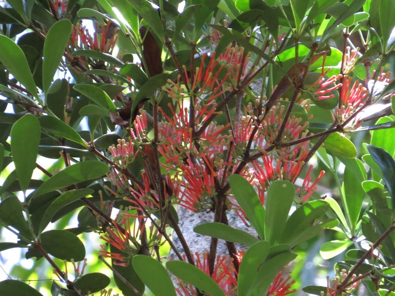 Amyema quaternifolia photo 4