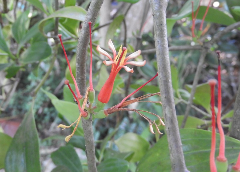Amyema quaternifolia photo 6