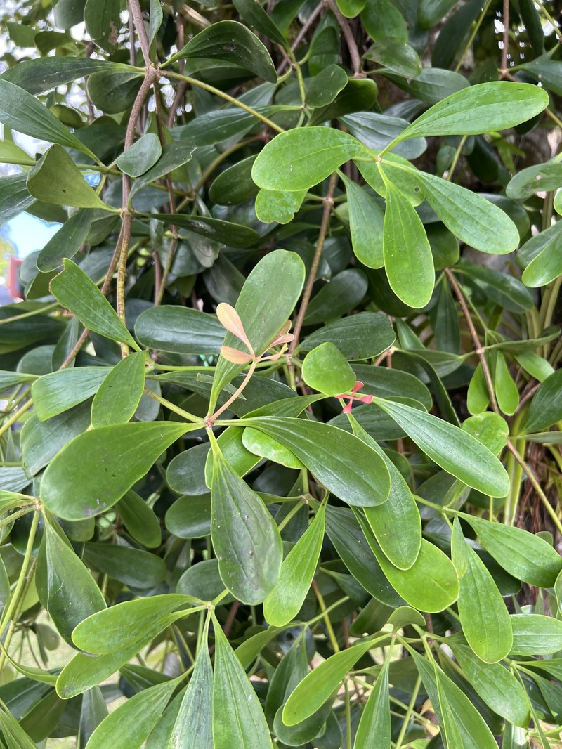 Amyema quaternifolia photo 8