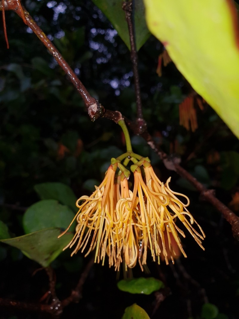 Amyema queenslandica