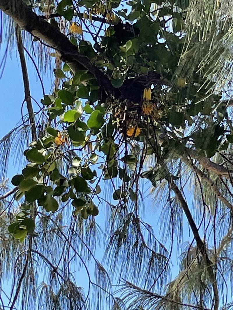 Amyema queenslandica photo 2
