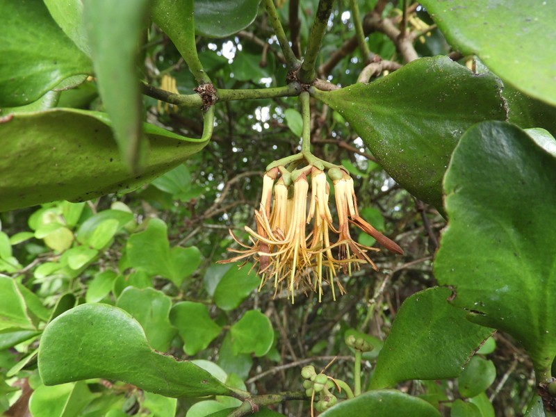 Amyema queenslandica photo 4