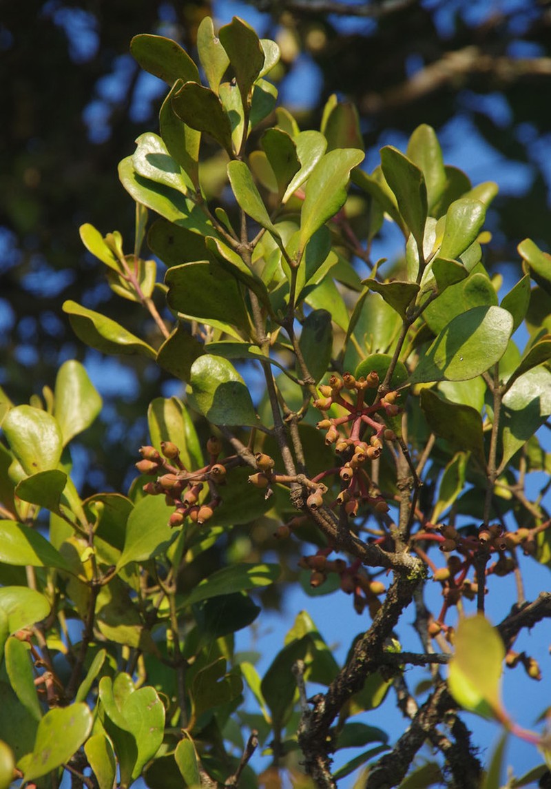 Amyema queenslandica photo 5