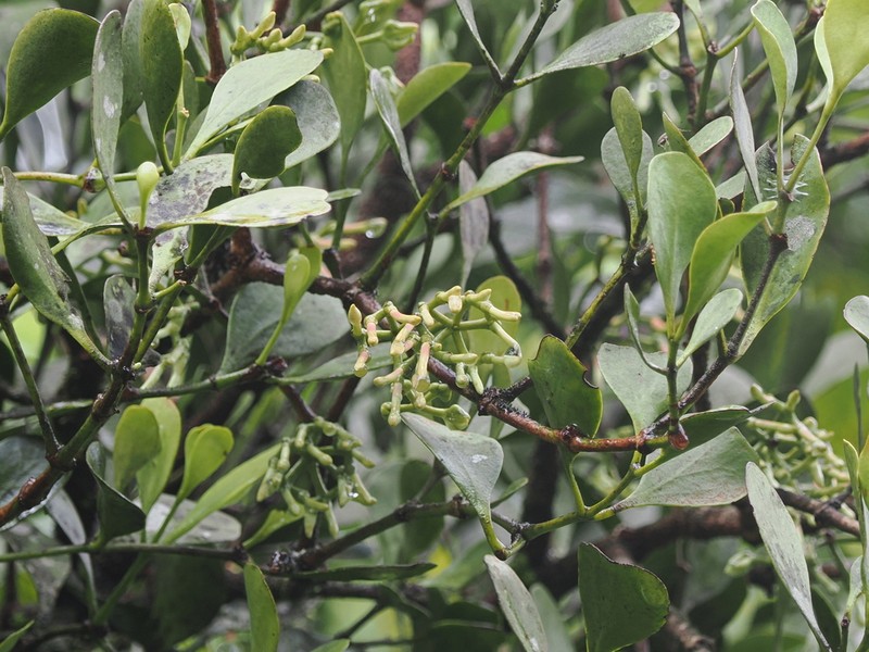 Amyema queenslandica photo 6