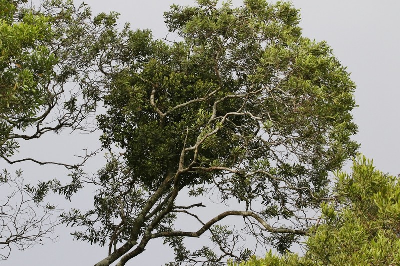Amyema queenslandica photo 7
