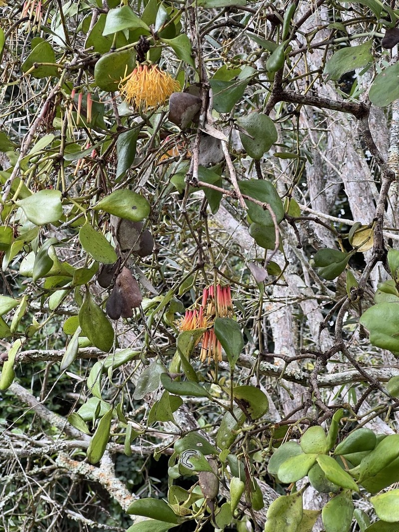 Amyema queenslandica photo 8