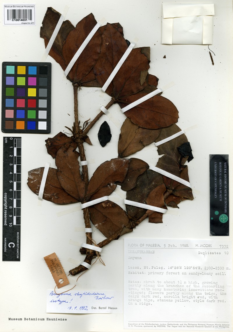 Amyema rhytidoderma