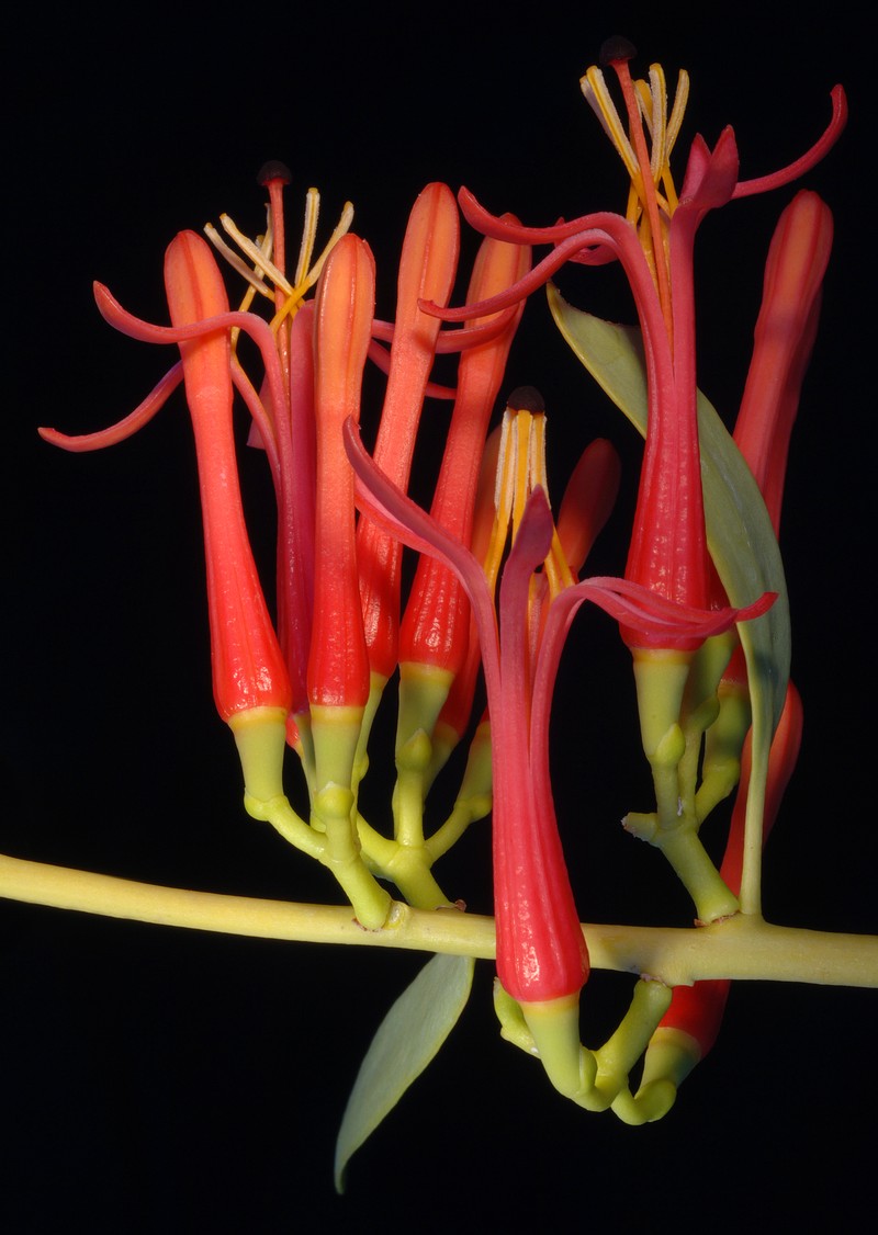 Amyema sanguinea