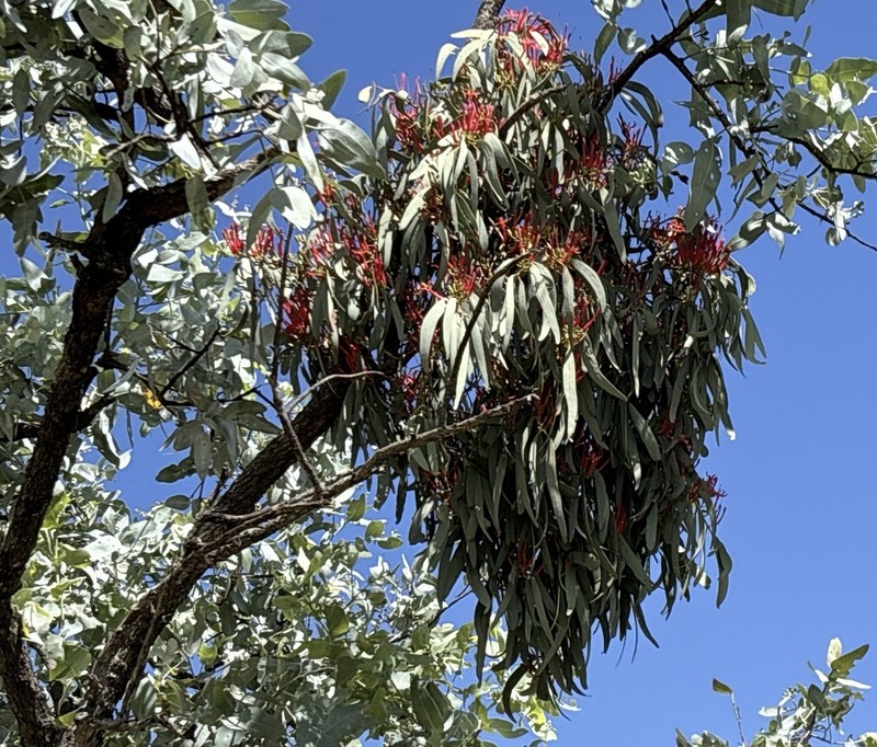 Amyema sanguinea photo 4