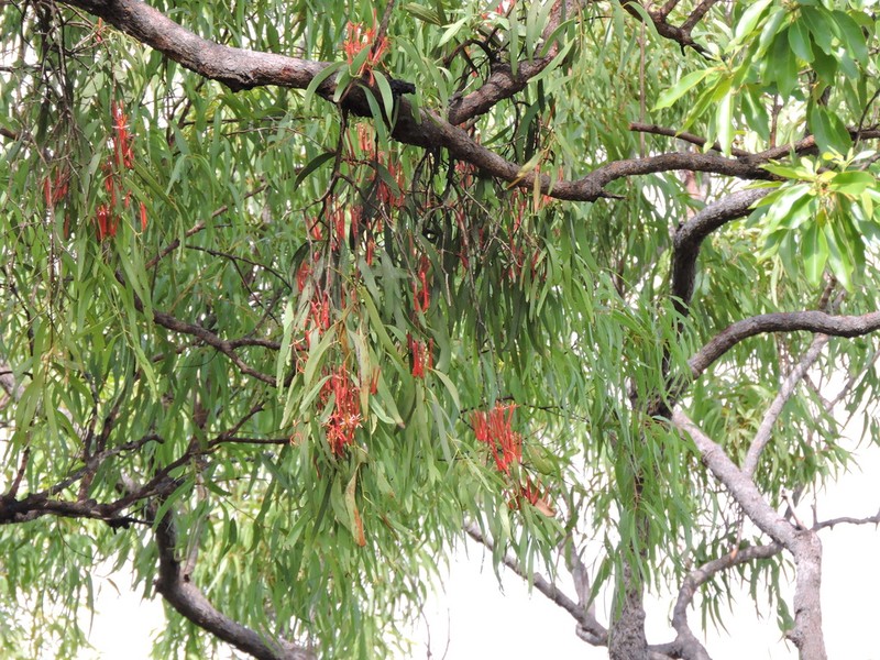 Amyema sanguinea photo 5