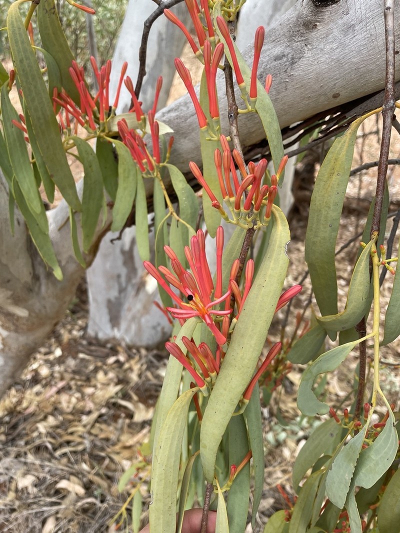 Amyema sanguinea photo 6