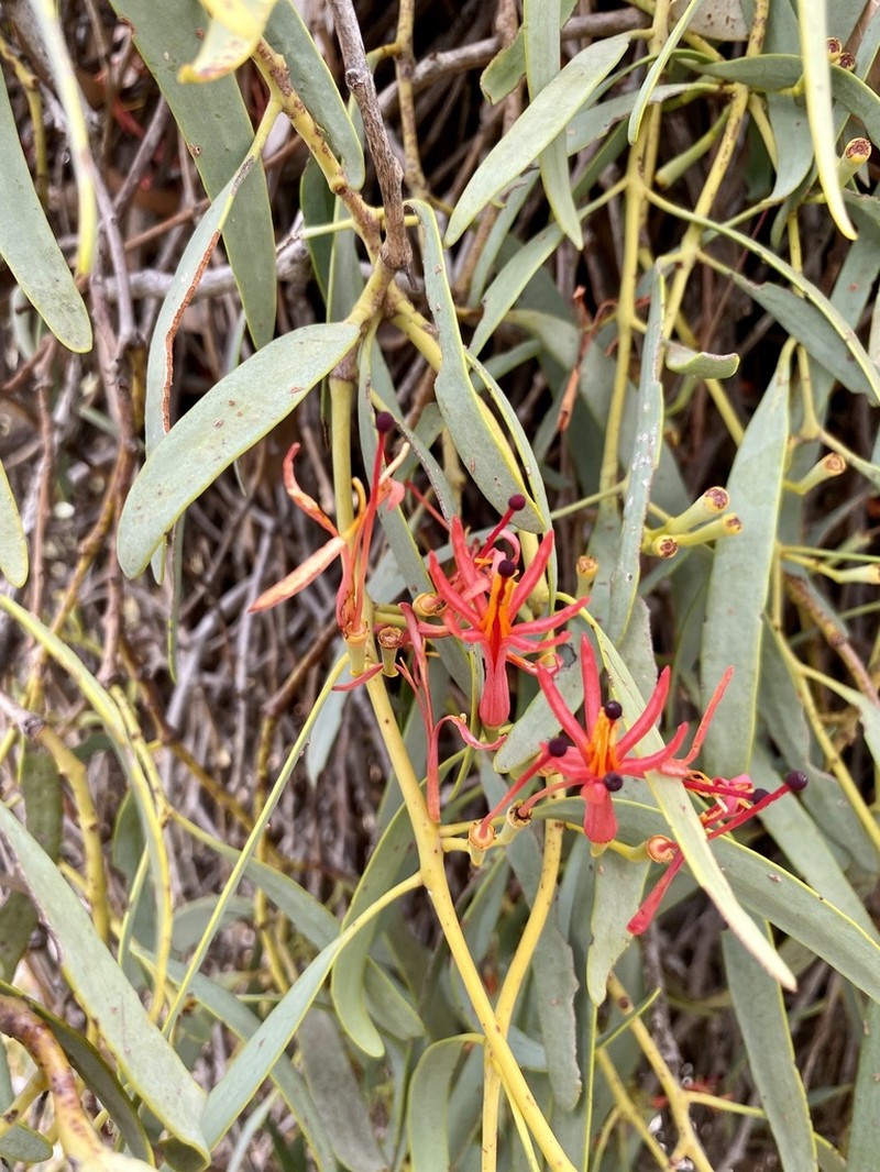 Amyema sanguinea photo 7