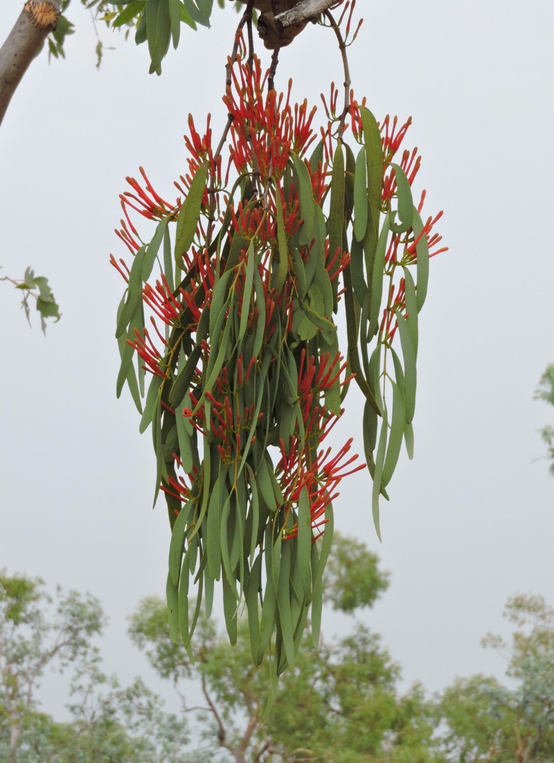 Amyema sanguinea photo 8
