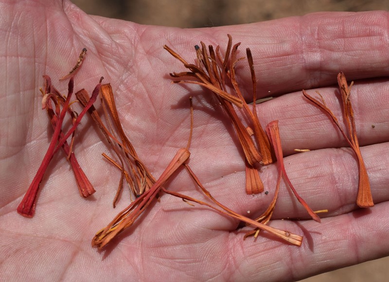 Amyema sanguinea var. sanguinea photo 4
