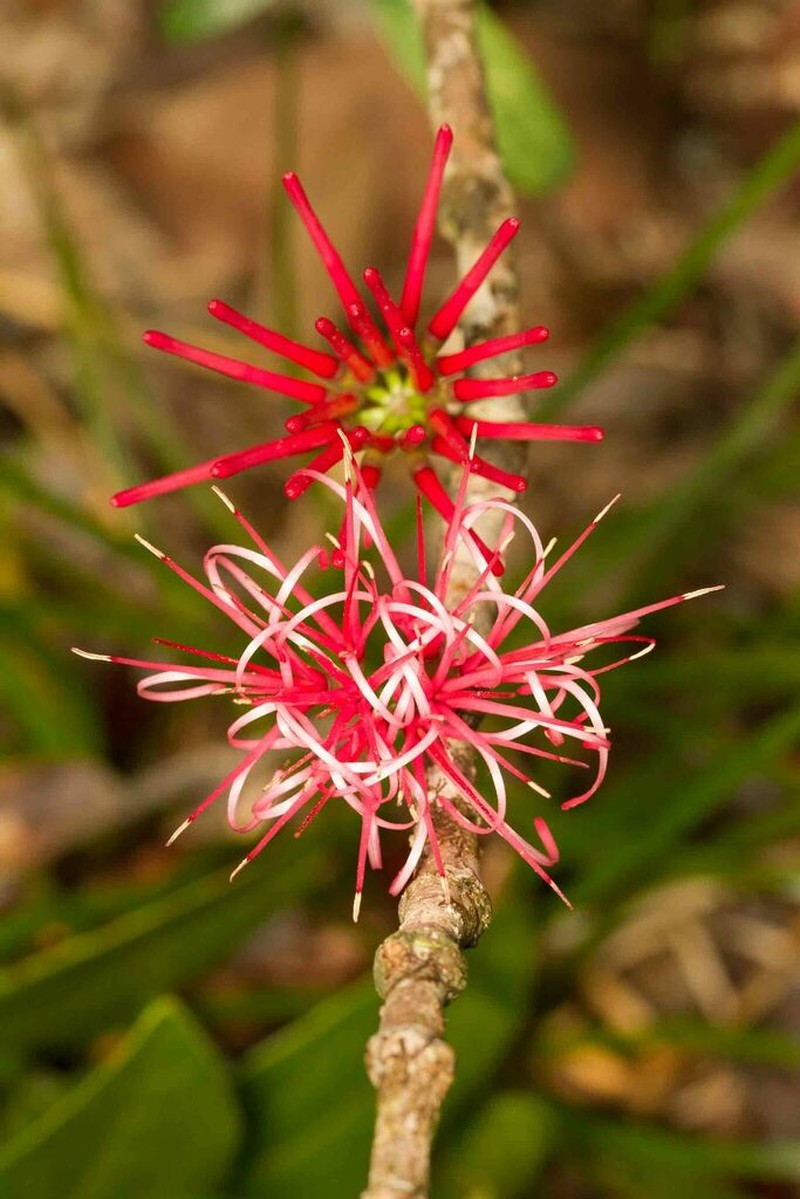 Amyema scandens