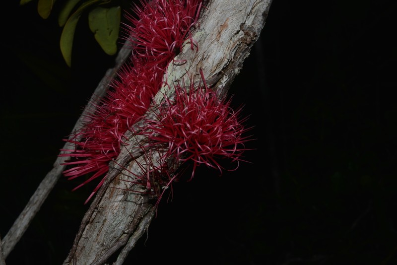 Amyema scandens photo 4
