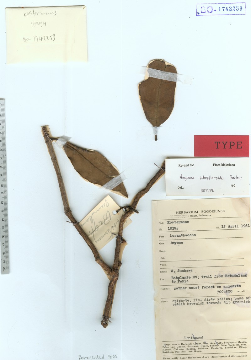 Amyema scheffleroides