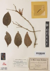 Amyema seemeniana