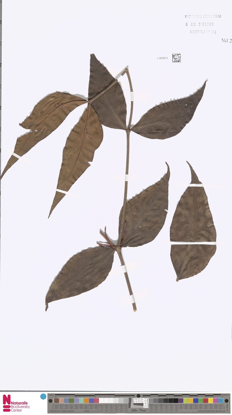 Amyema seemeniana subsp. seemeniana