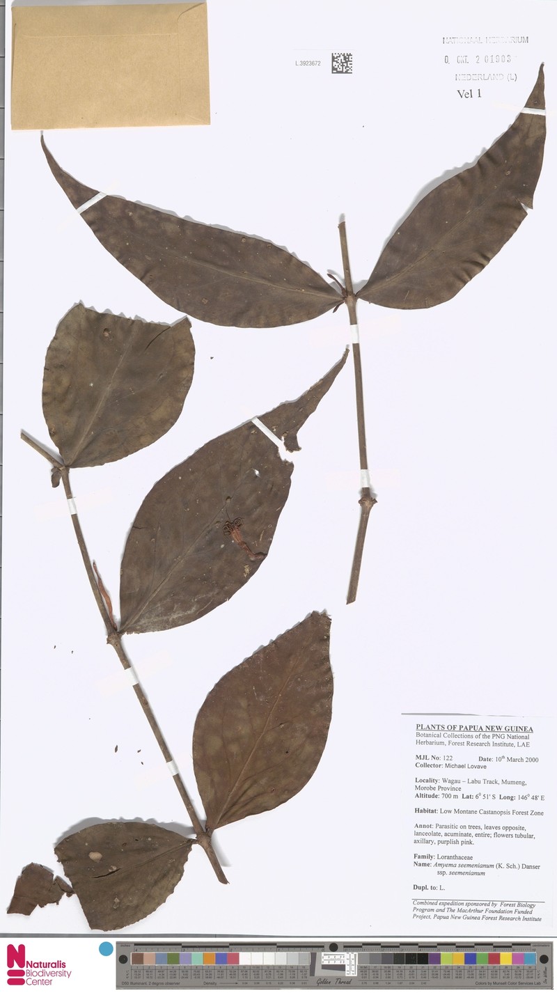 Amyema seemeniana subsp. seemeniana photo 2