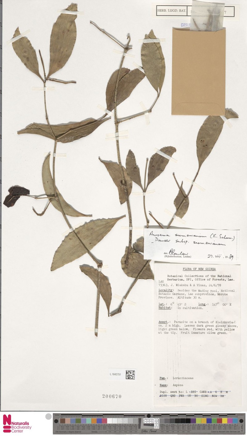 Amyema seemeniana subsp. seemeniana photo 3