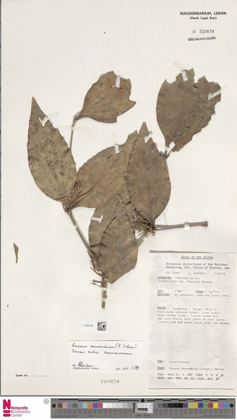 Amyema seemeniana subsp. seemeniana photo 4