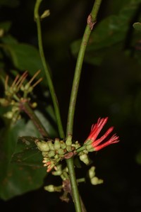 Amyema seriata