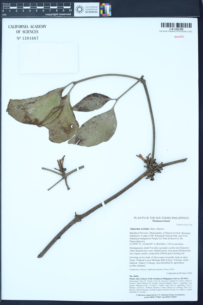 Amyema seriata photo 3