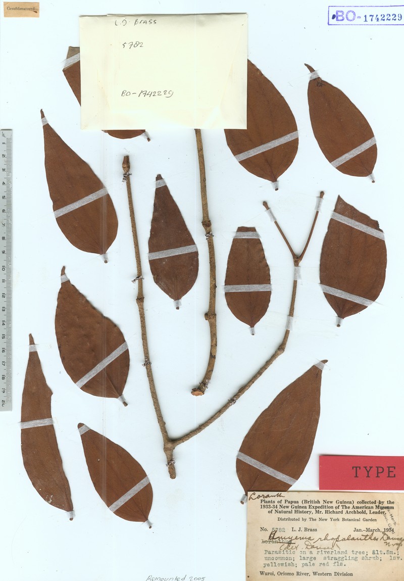 Amyema squarrosa