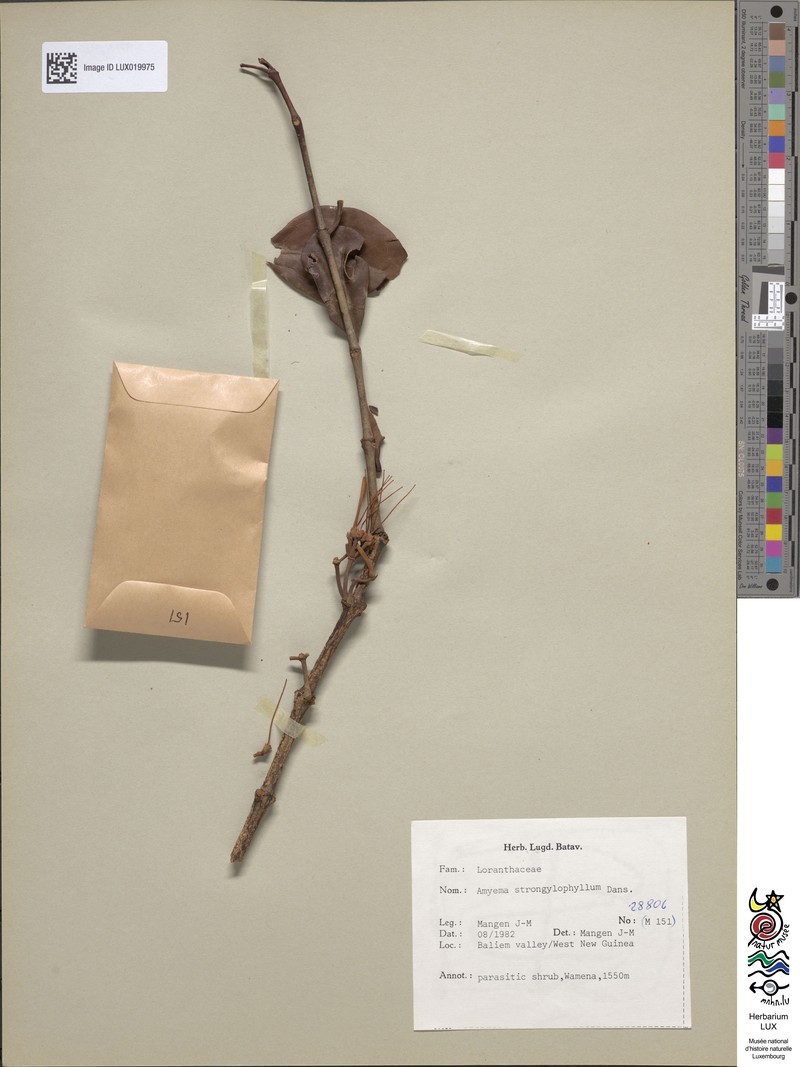 Amyema strongylophylla