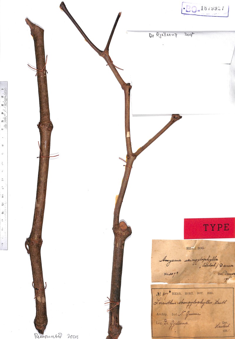 Amyema strongylophylla photo 3