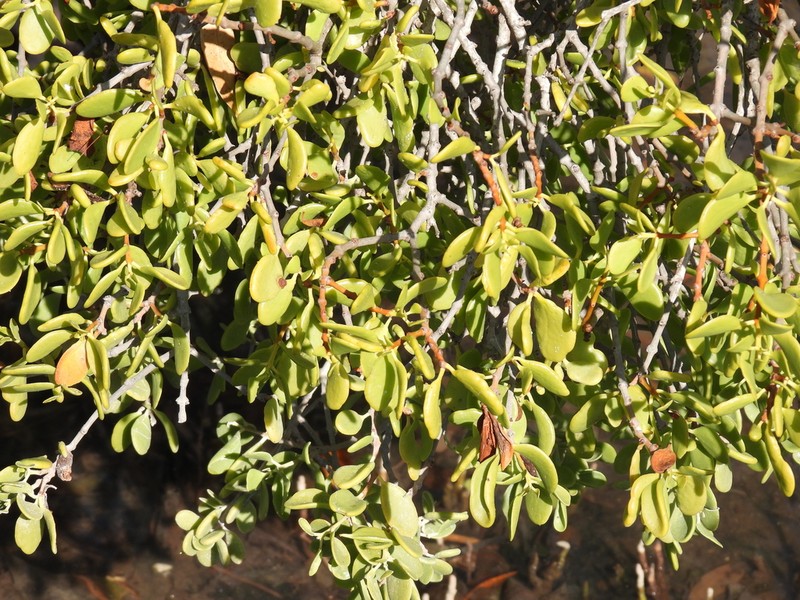 Amyema thalassia