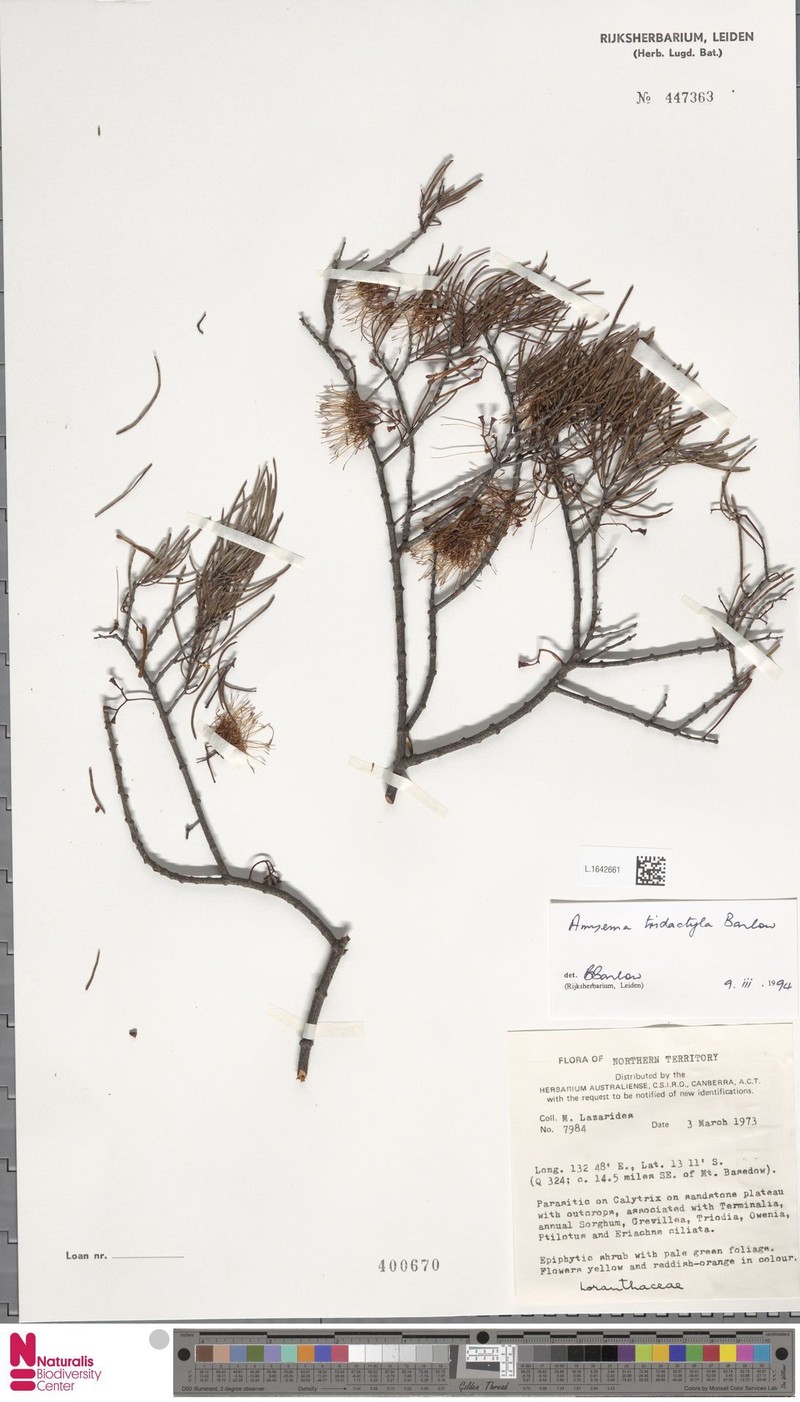 Amyema tridactyla