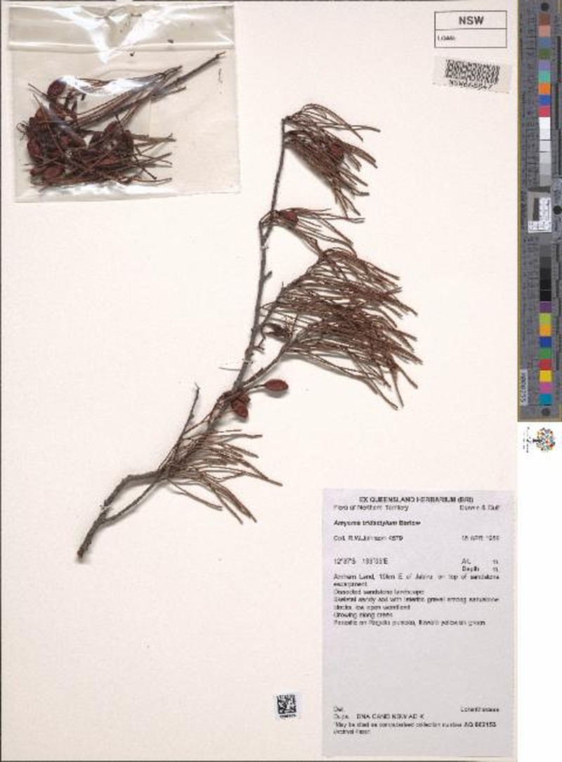 Amyema tridactyla photo 3