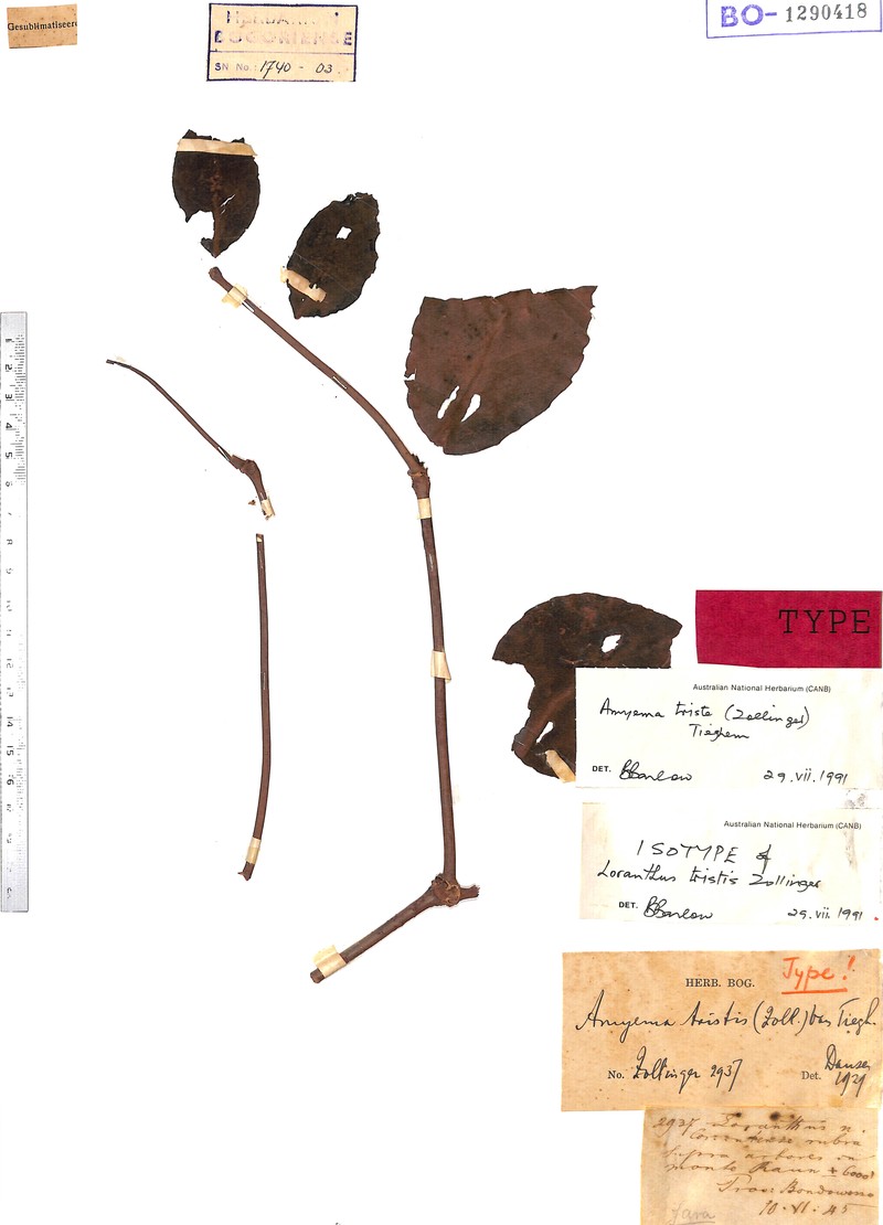 Amyema tristis