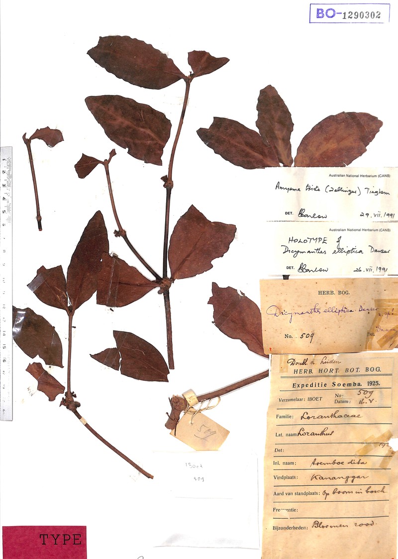 Amyema tristis photo 2