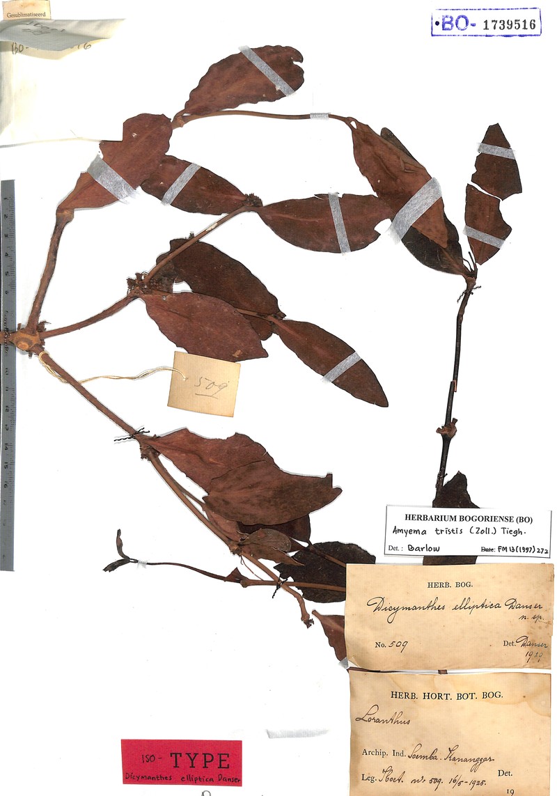 Amyema tristis photo 3