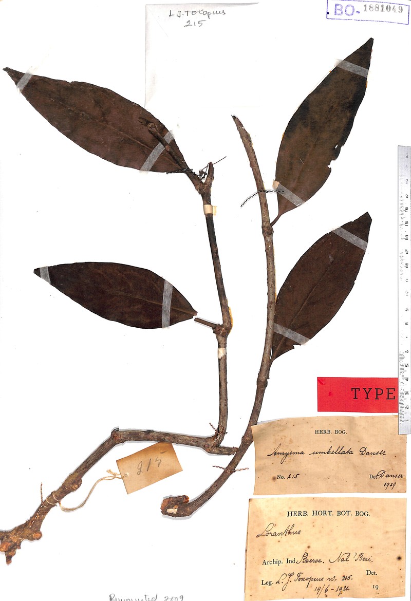 Amyema umbellata